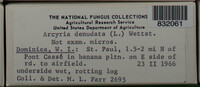Arcyria denudata image